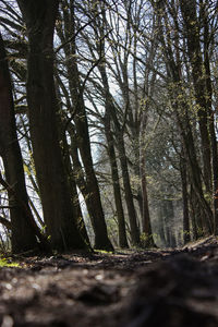 Trees in forest