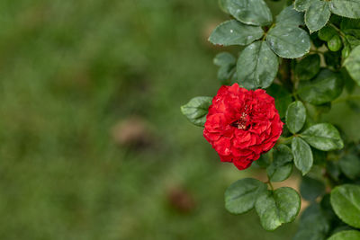 Close-up of red rose on plant