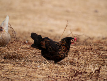 Duck on a field