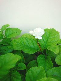 Close-up of white flowering plant leaves