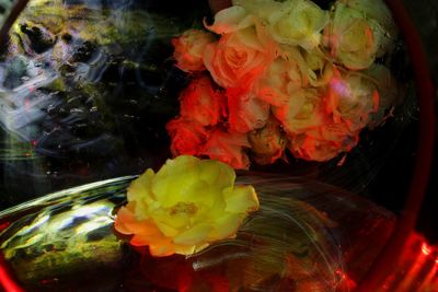 Close-up of multi colored flower on plant