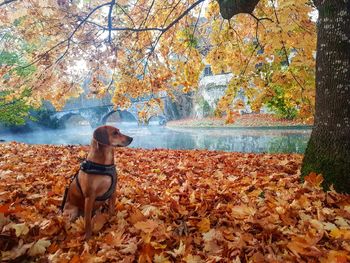 Dog standing by tree in forest during autumn