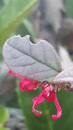 Close-up of raindrops on pink flower