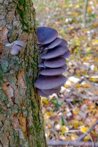 Close-up of mushroom growing on tree trunk