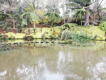 Scenic view of lake in forest