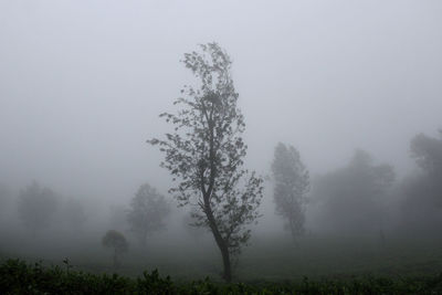 Trees on field against sky during foggy weather