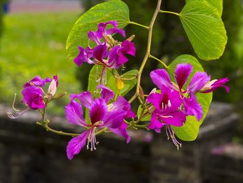 Close-up of purple flowers blooming outdoors