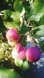 Close-up of red berries