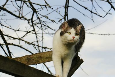 Close-up portrait of a cat