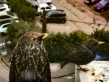 Close-up of bird perching