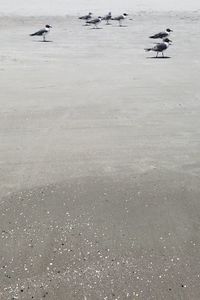 High angle view of seagulls on beach