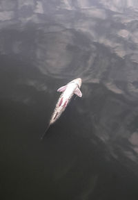 Fish swimming in lake against sky