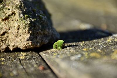 Small piece of moss on wooden boards next to a rock 