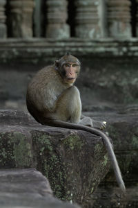 Long-tailed macaque at angkor wat faces camera