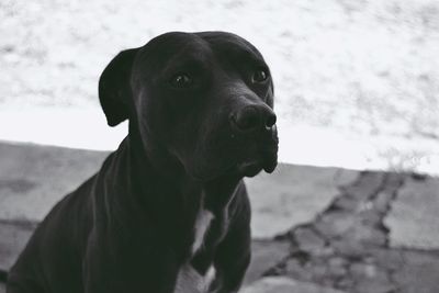 Close-up portrait of dog