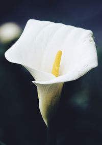 Close-up of white rose flower