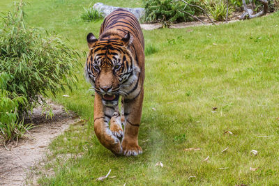 Full length of a cat in zoo