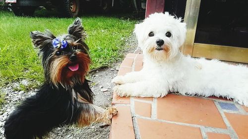 Portrait of white dogs