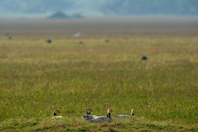 Birds on a field