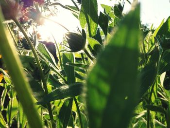 Close-up of flowering plants on field during sunny day