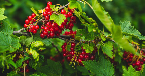 Close-up of redcurrants