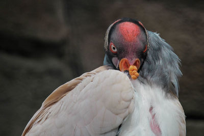 Close-up of parrot