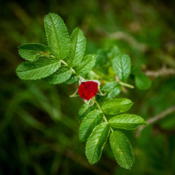 Close-up of red rose on leaves