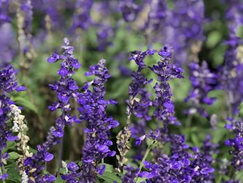 Close-up of purple flowering plants