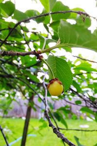 Close-up of fruits on branch