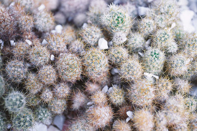 High angle view of succulent plant on field