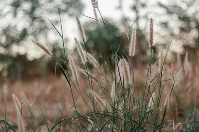 Close-up of fresh plants on field