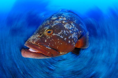 Close-up of grouper in sea