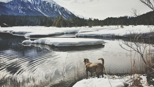 Scenic view of lake in winter