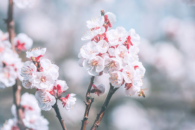 Close-up of pink cherry blossom