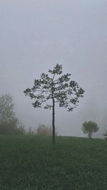 Tree on field against sky