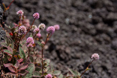 Close-up of pink flowering plant