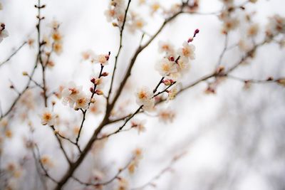 Low angle view of cherry blossom on tree