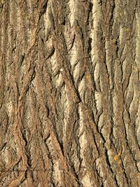 Full frame shot of tree trunk