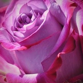 Close-up of pink rose