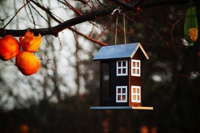 Low angle view of birdhouse hanging from branch