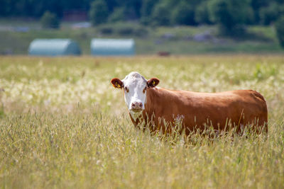 Cow in a field