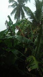 Low angle view of coconut palm trees against sky