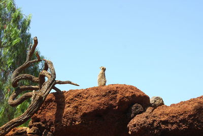 Low angle view of meerkat on rock