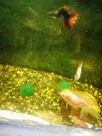 Close-up of fish swimming in water