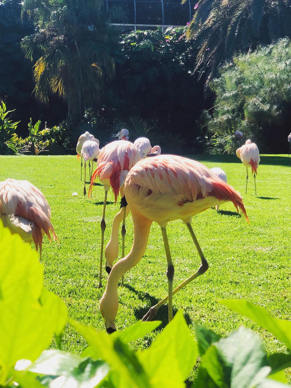 animal, animal themes, animal wildlife, group of animals, wildlife, bird, plant, nature, flamingo, no people, grass, day, green, beauty in nature, land, sunlight, outdoors, water, standing, field, tree, mammal, landscape, zoo