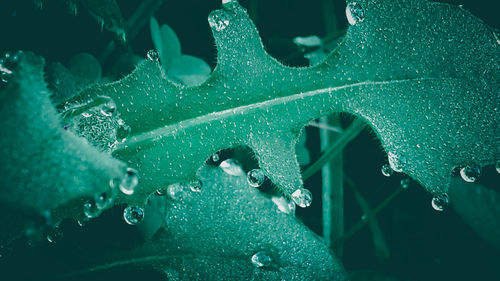 Full frame shot of water drops on leaf