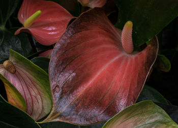 Close-up of flower against blurred background