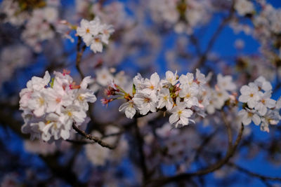 Close-up of cherry blossom tree