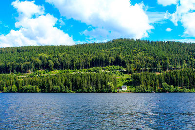 Forest by river with sky in background