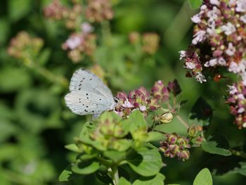 Close-up of butterfly perching on flower